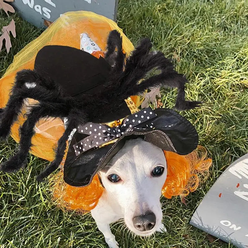 Halloween cute Pet Spider Costume🤗