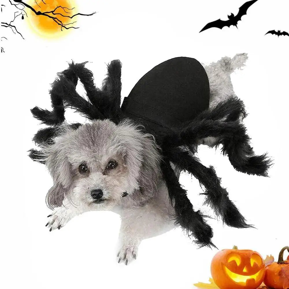 Halloween cute Pet Spider Costume🤗